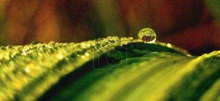 Photo for Closeup of dew drops isolated on sugarcane leaf in morning - Royalty Free Image
