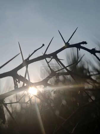 Téléchargez les photos : Épines branches de silhouette d'acacia dans un ciel bleu clair. branches d'épines piquantes aiguës utilisant agriculteur indien comme clôture pour sécuriser leurs fermes contre les attaques d'animaux - en image libre de droit