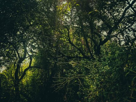 Immergrüner Regenwald mit Ästen tropischer Bäume im Dunkeln