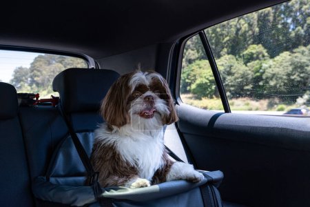 1 año de edad shih tzu viajar en coche en asiento de seguridad en un día soleado.