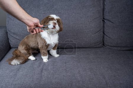 Photo for One year old shih tzu sitting on the sofa and biting an ice cube. - Royalty Free Image