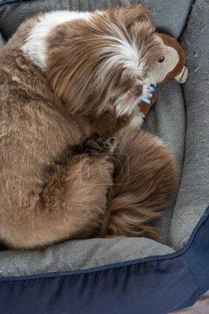 3-jähriger shih tzu Hund ruht auf seinem Bett neben seinem Stofftier _ 19.