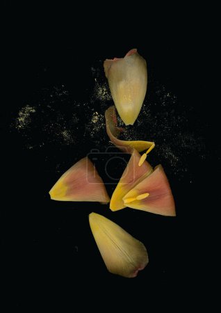 Photo for Scanography photography of flowers, scanography of a tulip on a dark background, background for wedding invitations, cards with flowers - Royalty Free Image