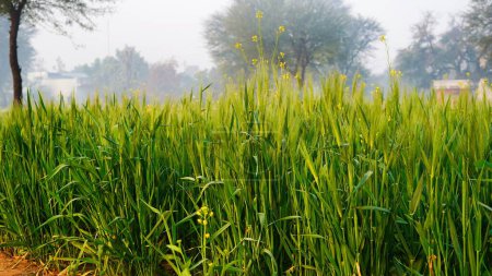 Foto de Filas de jóvenes cultivos de trigo verde emergente, Campo verde de trigo con gotas de agua de la mañana - Imagen libre de derechos