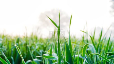 Foto de Macro primer plano de espigas frescas de trigo verde joven en el campo de primavera. Situación agraria. - Imagen libre de derechos
