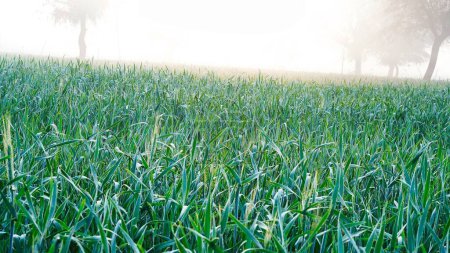 Foto de Campo panorámico de trigo a primera hora de la mañana, campo de trigo verde cerca. Paisaje de primavera. Hermoso paisaje natural. Escena agrícola. Fondo borroso abstracto - Imagen libre de derechos