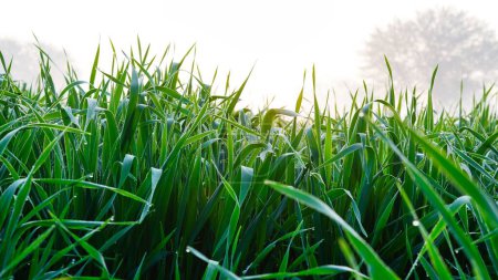 Foto de Macro primer plano de espigas frescas de trigo verde joven en el campo de primavera. Situación agraria. - Imagen libre de derechos