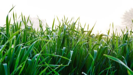 Foto de Las gotas de rocío sobre las hojas jóvenes de trigo se cierran macro a la luz del sol. Plantas de trigo en gotitas de rocío en la naturaleza sobre un fondo brumoso - Imagen libre de derechos