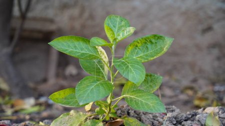 Foto de Withania somnifera plant, known commonly as ashwagandha, Indian ginseng, poison gooseberry, or winter cherry. Aislado sobre fondo blanco - Imagen libre de derechos
