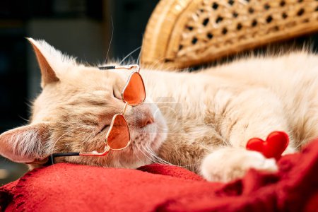 Cute funny ginger cat, wearing red sunglasses a shape of heart, sleeping on red blanket. Pets like human. Dressed pets. Valentine's day.