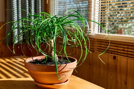 Photo for Beaucarnea houseplants near the window. Moisturize leaves of tropical plants during the heating season at home. Greenery at home. Eco-friendly life. Taking care of plants, hobby. - Royalty Free Image