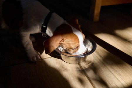 Foto de Cute jack russell perro terrier cachorro comer comida seca o beber agua de un tazón de acero en la mañana. Dieta saludable para mascotas. - Imagen libre de derechos