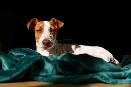 Foto de Retrato del joven perro jack russell terrier mirando a la cámara, descansando sobre cuadros de color turquesa en primavera día soleado. - Imagen libre de derechos