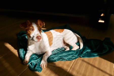 Foto de Joven perro jack russell terrier descansando sobre cuadros de turquesa en el suelo de parquet de la sala de estar en primavera día soleado. - Imagen libre de derechos