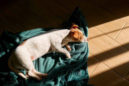 Foto de Joven perro jack russell terrier durmiendo en turquesa cuadros en el suelo de parquet de la sala de estar en primavera día soleado. - Imagen libre de derechos