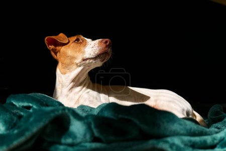 Foto de Retrato del joven perro jack russell terrier mirando hacia arriba, descansando sobre cuadros de color turquesa en primavera día soleado. - Imagen libre de derechos