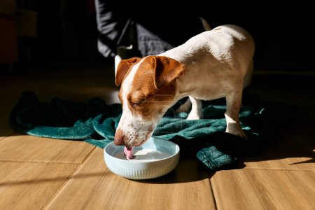 Foto de Jack Russell terrier perro beber leche del tazón en el suelo de parquet en la sala de estar en un día soleado. - Imagen libre de derechos