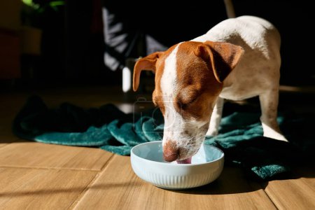 Foto de Jack Russell terrier perro beber leche del tazón en el suelo de parquet en la sala de estar en un día soleado. - Imagen libre de derechos