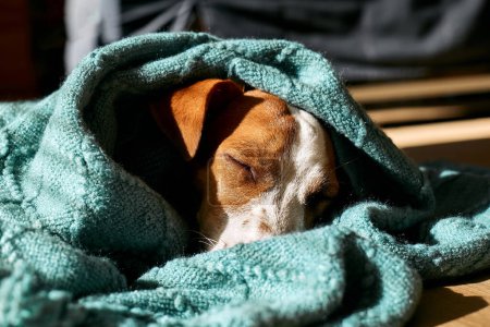 Foto de Retrato de cerca del joven perro jack russell terrier durmiendo bajo tela a cuadros de punto turquesa en el suelo de parquet en un día soleado. - Imagen libre de derechos