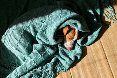 Foto de Joven perro jack russell terrier durmiendo envuelto en una tela a cuadros de punto turquesa en el suelo de parquet en un día soleado. - Imagen libre de derechos