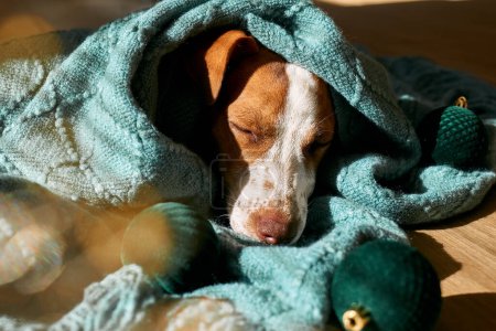 Foto de Joven perro jack russell terrier durmiendo envuelto en una tela a cuadros de punto turquesa en el suelo de parquet en el soleado día de invierno. - Imagen libre de derechos