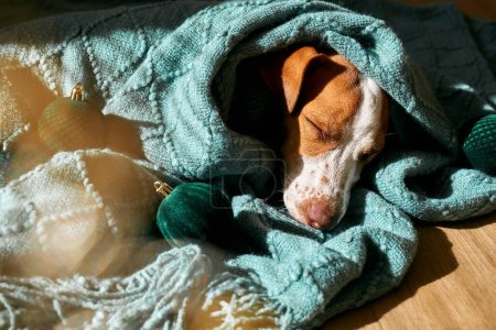 Foto de Joven perro jack russell terrier durmiendo envuelto en una tela a cuadros de punto turquesa en el suelo de parquet en el soleado día de invierno. - Imagen libre de derechos
