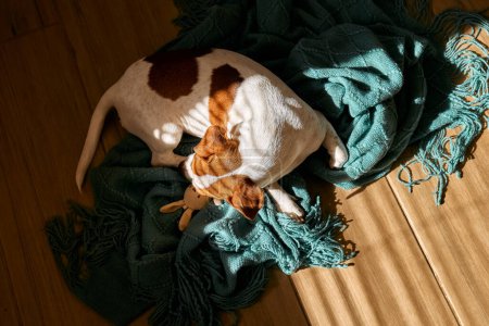 Foto de Joven gato perro russell terrier durmiendo y abrazando pequeño juguete en punto turquesa a cuadros en el suelo de parquet de la sala de estar en un día soleado. - Imagen libre de derechos