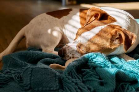 Foto de Retrato de cerca del joven perro jack russell terrier durmiendo bajo tela a cuadros de punto turquesa en el suelo de parquet en un día soleado. - Imagen libre de derechos