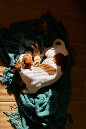 Foto de Joven gato perro russell terrier durmiendo y abrazando pequeño juguete en punto turquesa a cuadros en el suelo de parquet de la sala de estar en un día soleado. - Imagen libre de derechos