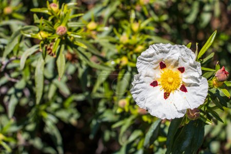 Photo for Closeup of a rockrose flower - Royalty Free Image