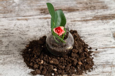 Photo for Close up pile of black soil with rose flower. White desk background. - Royalty Free Image