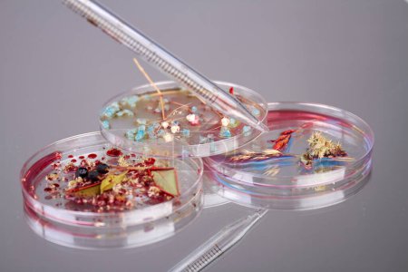 Foto de Petri platos con hierbas y pipeta de vidrio. Concepto de investigación biológica. - Imagen libre de derechos