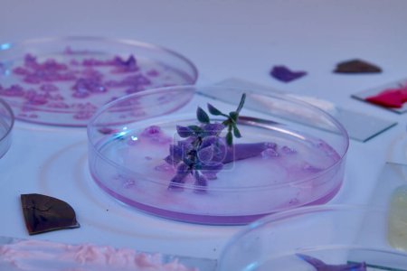 Foto de Primer plano de la planta en una placa de Petri de vidrio. Concepto de investigación biológica. - Imagen libre de derechos