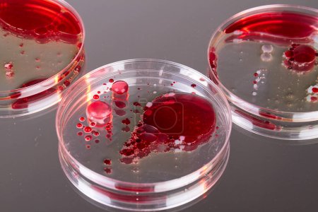 Photo for Close up of glass agars with blood samples. Petri dishes for scientific reserach. - Royalty Free Image