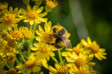 Resumen macro disparo de flores de ragwort amarillo con abejorro serching para néctar.