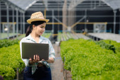 A gardener woman holding laptop in the hydroponics field grows wholesale hydroponic vegetables in restaurants and supermarkets, organic vegetables. growing vegetables in hydroponics concept. Poster #650560756