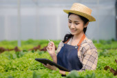 Female gardener holding the tablet in hydroponics field grows wholesale hydroponic vegetables in restaurants and supermarkets, organic vegetables. growing vegetables in hydroponics concept. Stickers #650562116
