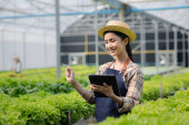 Female gardener holding the tablet in hydroponics field grows wholesale hydroponic vegetables in restaurants and supermarkets, organic vegetables. growing vegetables in hydroponics concept. Poster #650562166