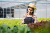 Female gardener holding the tablet in hydroponics field grows wholesale hydroponic vegetables in restaurants and supermarkets, organic vegetables. growing vegetables in hydroponics concept. Poster #650562212