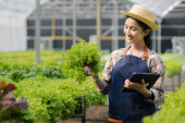 Female gardener holding the tablet in hydroponics field grows wholesale hydroponic vegetables in restaurants and supermarkets, organic vegetables. growing vegetables in hydroponics concept. Poster #650562242