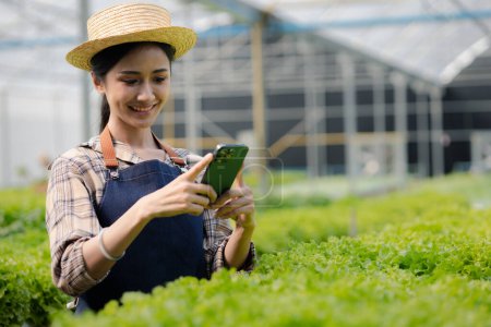 Woman using phone to take pictures of hydroponics vegetables, grows wholesale hydroponic vegetables in restaurants and supermarkets, organic vegetables. growing vegetables in hydroponics concept. Poster 650562346
