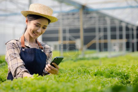 Woman using phone to take pictures of hydroponics vegetables, grows wholesale hydroponic vegetables in restaurants and supermarkets, organic vegetables. growing vegetables in hydroponics concept. Poster 650562356