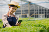 Woman using phone to take pictures of hydroponics vegetables, grows wholesale hydroponic vegetables in restaurants and supermarkets, organic vegetables. growing vegetables in hydroponics concept. Poster #650562356