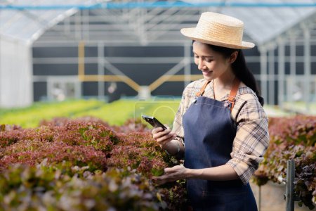 Woman using phone to take pictures of hydroponics vegetables, grows wholesale hydroponic vegetables in restaurants and supermarkets, organic vegetables. growing vegetables in hydroponics concept. Poster 650562510