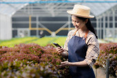 Woman using phone to take pictures of hydroponics vegetables, grows wholesale hydroponic vegetables in restaurants and supermarkets, organic vegetables. growing vegetables in hydroponics concept. Poster #650562510