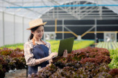 A gardener woman holding laptop in the hydroponics field grows wholesale hydroponic vegetables in restaurants and supermarkets, organic vegetables. growing vegetables in hydroponics concept. Poster #650562556