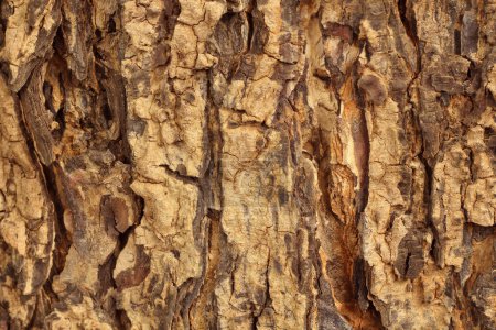 Téléchargez les photos : Gros plan de l'écorce d'arbre avec un vieux motif naturel pour le fond et la conception. - en image libre de droit