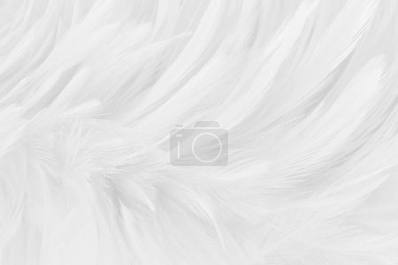 Photo for Beautiful white grey bird feathers pattern texture background. - Royalty Free Image