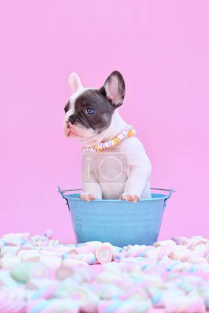Foto de Lindo perrito Bulldog francés azul espiado en cubo entre dulces de malvavisco sobre fondo rosa - Imagen libre de derechos