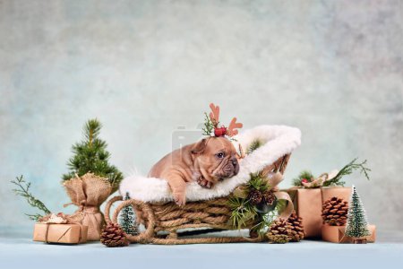 Foto de Cachorro perro Bulldog francés en carruaje de trineo de Navidad rodeado de decoración de temporada frente a la pared verde - Imagen libre de derechos